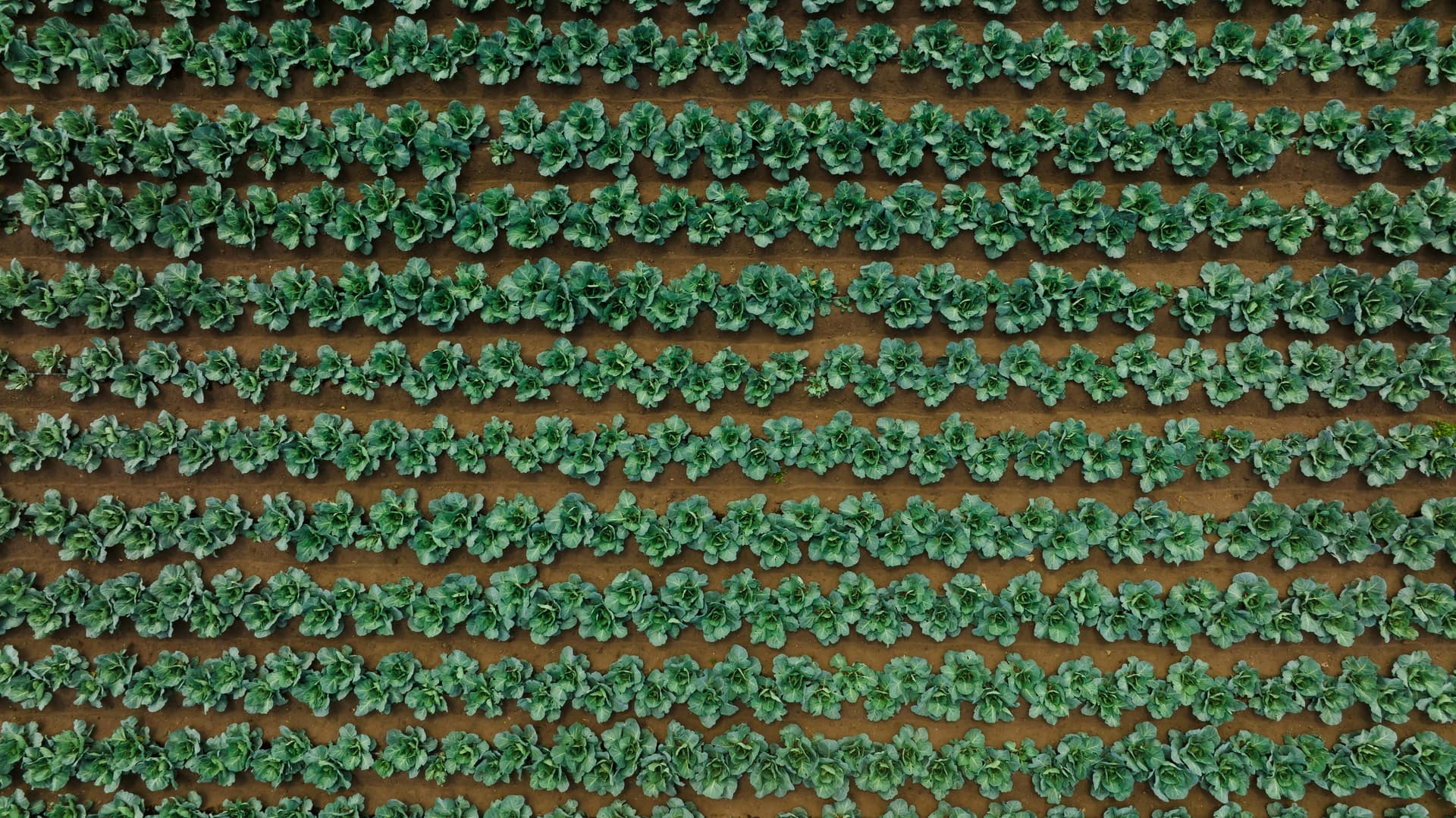 Advancing Food Resilience: Malaysia's Strategic Vision under 13MP