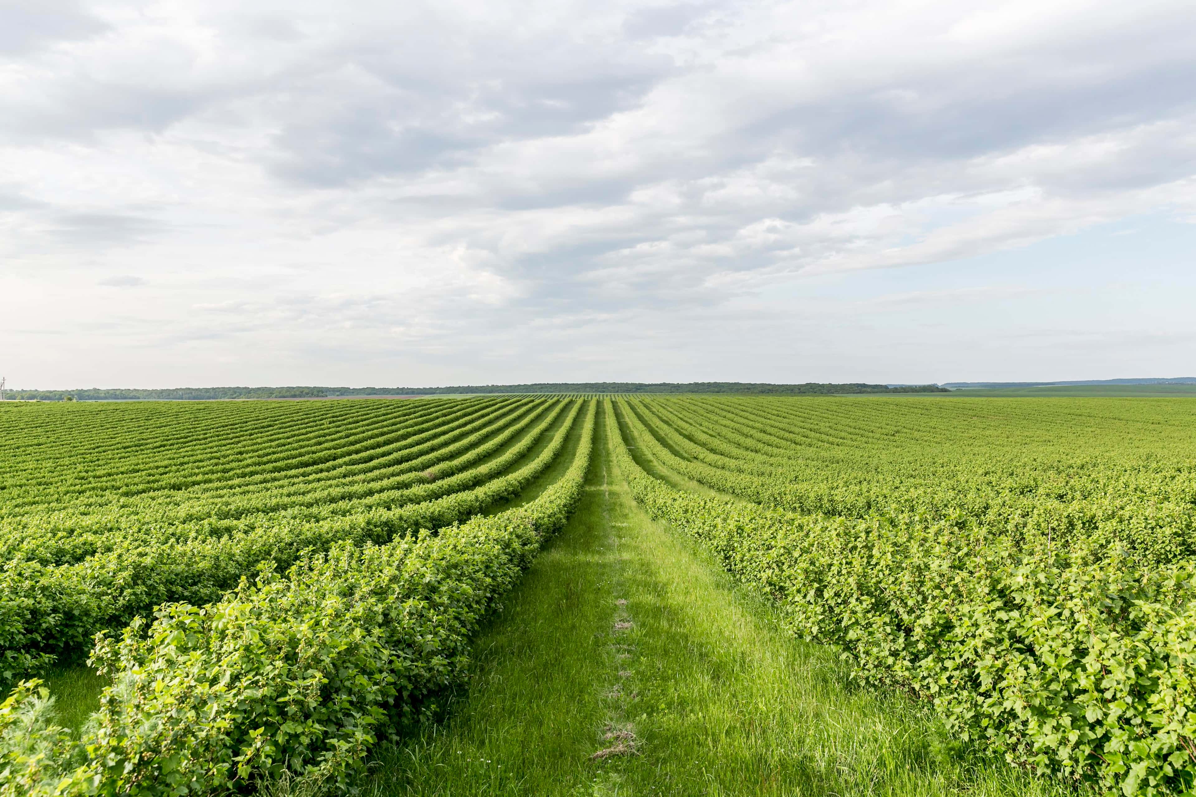 Rows of crops stretching to the horizon under a cloudy sky