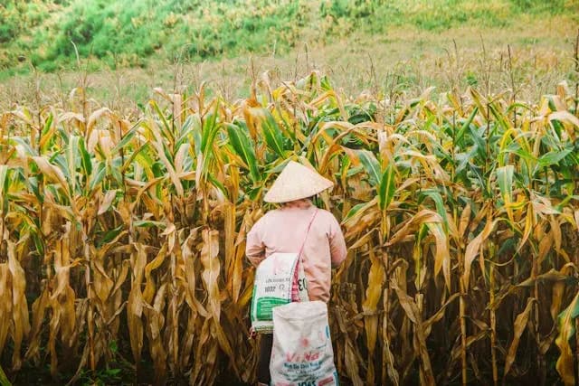 Farmer carrying a sack through a field of ripening maize
