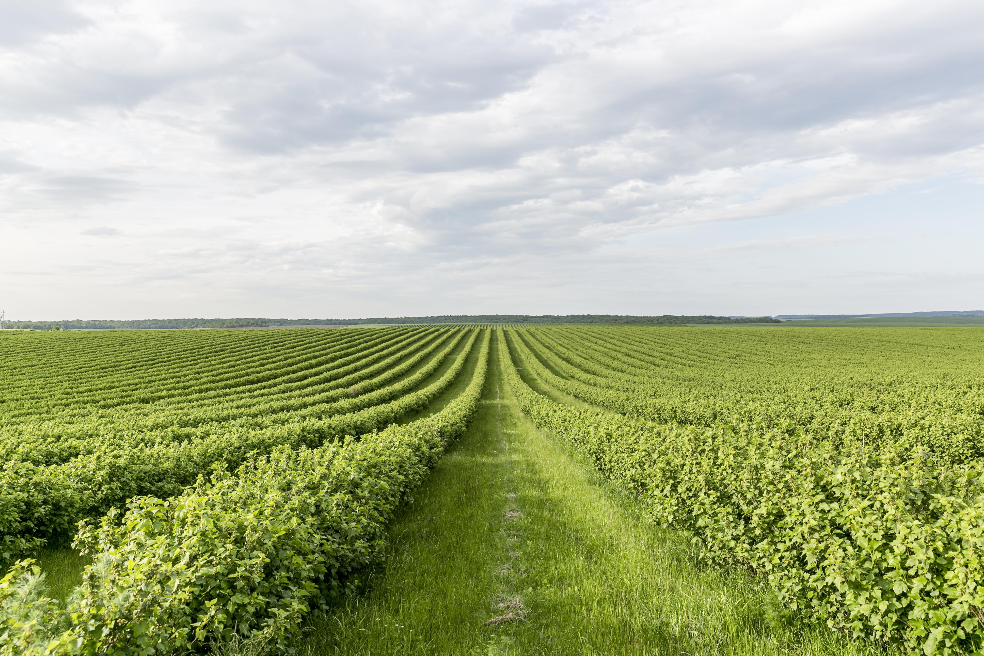 Aerial view of organized green farmland with rows of crops